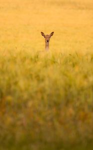 Preview wallpaper roe deer, animal, field, grass