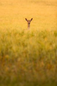 Preview wallpaper roe deer, animal, field, grass