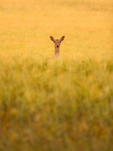 Preview wallpaper roe deer, animal, field, grass