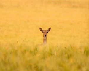 Preview wallpaper roe deer, animal, field, grass