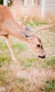 Preview wallpaper roe deer, animal, grasses, wildlife