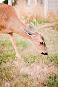 Preview wallpaper roe deer, animal, grasses, wildlife