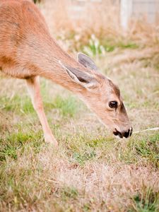 Preview wallpaper roe deer, animal, grasses, wildlife