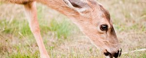 Preview wallpaper roe deer, animal, grasses, wildlife