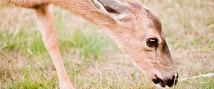 Preview wallpaper roe deer, animal, grasses, wildlife