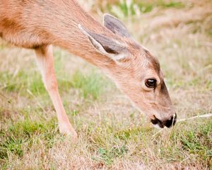 Preview wallpaper roe deer, animal, grasses, wildlife