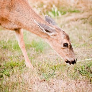 Preview wallpaper roe deer, animal, grasses, wildlife