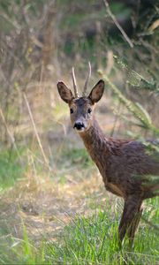 Preview wallpaper roe deer, animal, wildlife