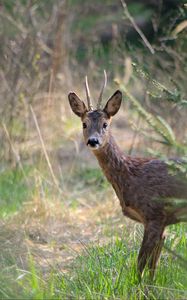 Preview wallpaper roe deer, animal, wildlife
