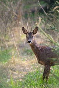 Preview wallpaper roe deer, animal, wildlife