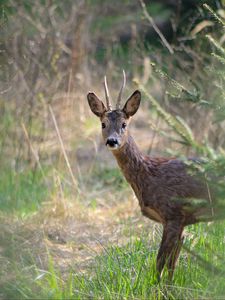 Preview wallpaper roe deer, animal, wildlife