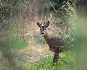 Preview wallpaper roe deer, animal, wildlife