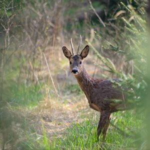 Preview wallpaper roe deer, animal, wildlife