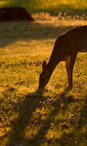 Preview wallpaper roe deer, animal, wildlife, grass