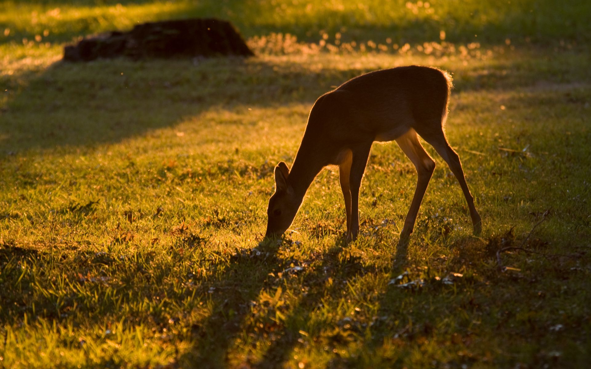 Download wallpaper 1920x1200 roe deer, animal, wildlife, grass