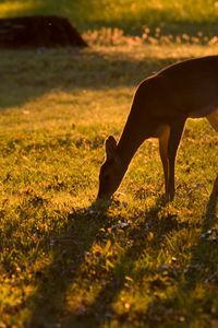 Preview wallpaper roe deer, animal, wildlife, grass