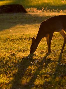 Preview wallpaper roe deer, animal, wildlife, grass