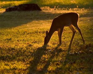 Preview wallpaper roe deer, animal, wildlife, grass