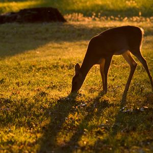 Preview wallpaper roe deer, animal, wildlife, grass