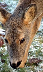 Preview wallpaper roe deer, face, grass, frost