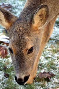 Preview wallpaper roe deer, face, grass, frost