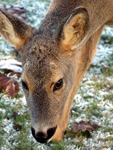 Preview wallpaper roe deer, face, grass, frost