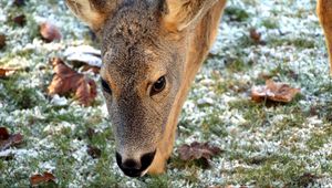 Preview wallpaper roe deer, face, grass, frost