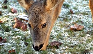 Preview wallpaper roe deer, face, grass, frost