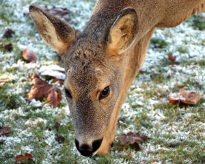 Preview wallpaper roe deer, face, grass, frost