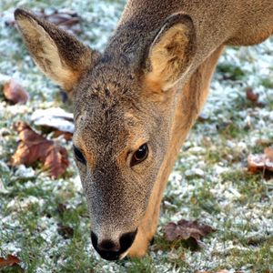 Preview wallpaper roe deer, face, grass, frost