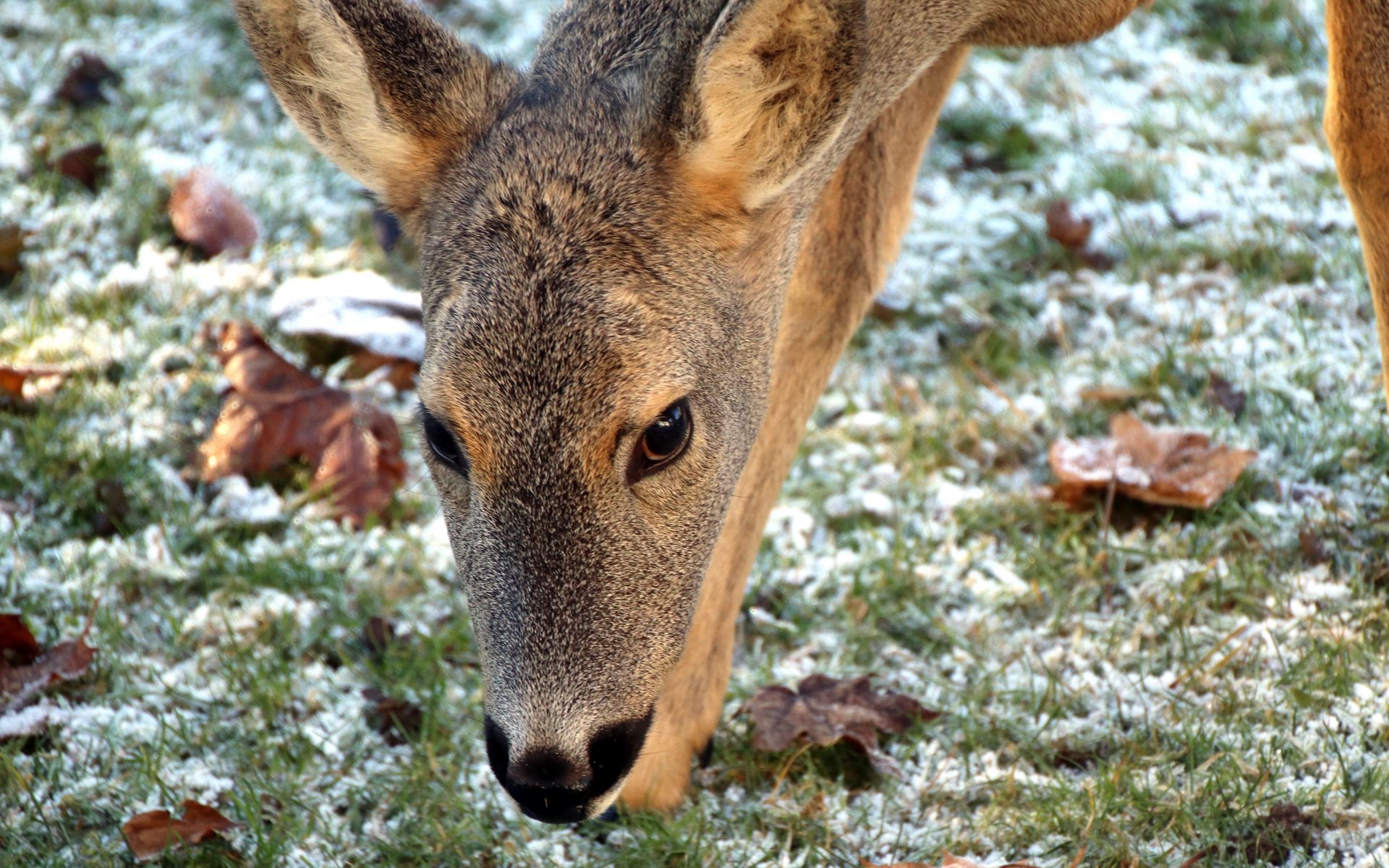 Download wallpaper 1920x1200 roe deer, face, grass, frost widescreen 16