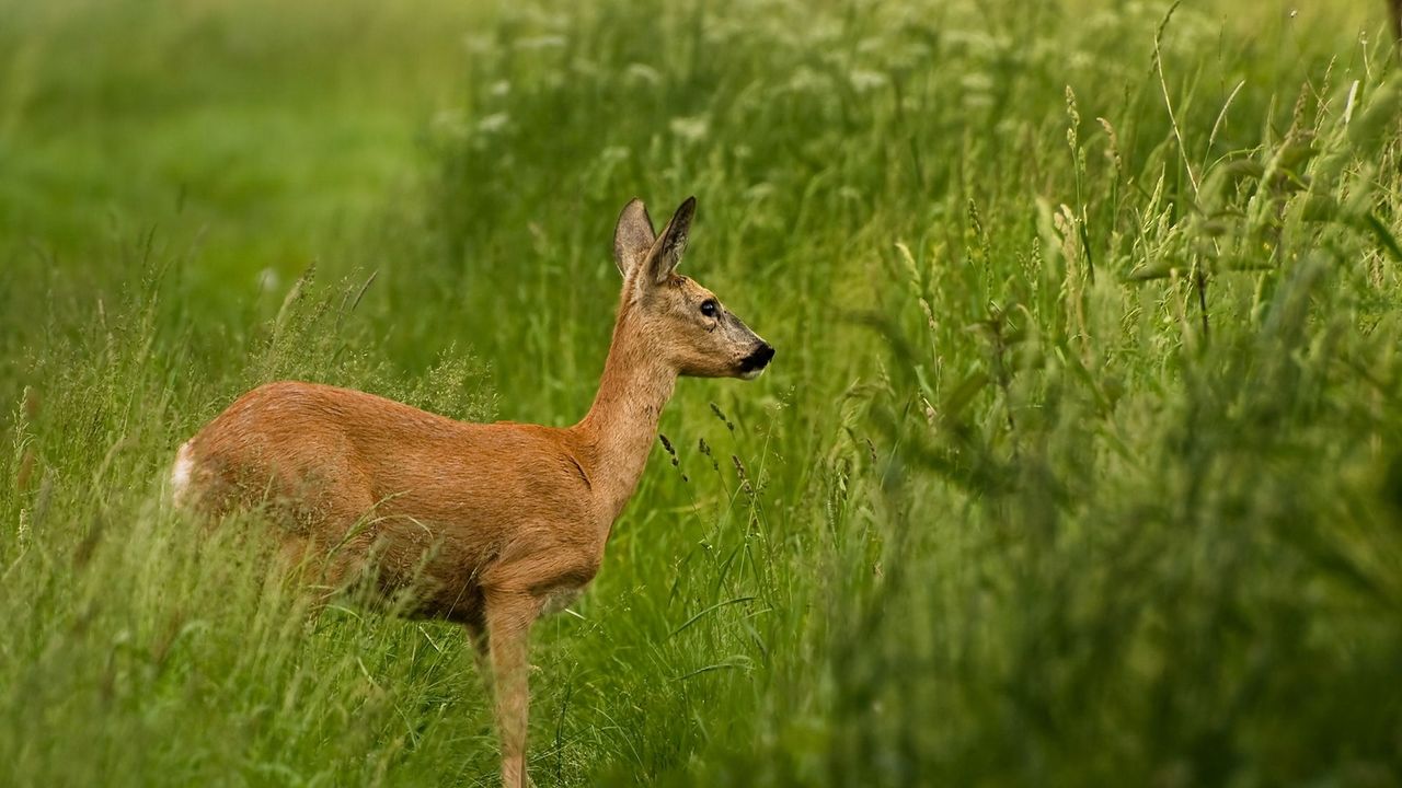 Wallpaper roe deer, grass, walk, stand