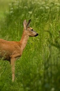 Preview wallpaper roe deer, grass, walk, stand