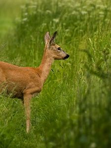 Preview wallpaper roe deer, grass, walk, stand