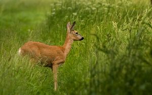 Preview wallpaper roe deer, grass, walk, stand