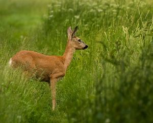 Preview wallpaper roe deer, grass, walk, stand