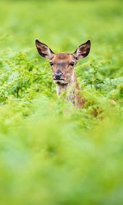 Preview wallpaper roe, deer, summer, greens