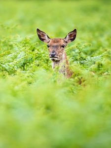 Preview wallpaper roe, deer, summer, greens