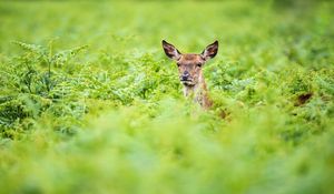 Preview wallpaper roe, deer, summer, greens