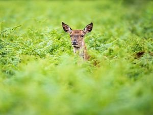 Preview wallpaper roe, deer, summer, greens