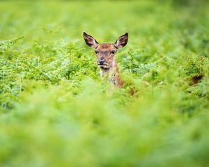 Preview wallpaper roe, deer, summer, greens