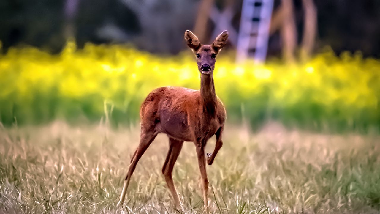 Wallpaper roe deer, wild animal, wildlife