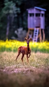 Preview wallpaper roe deer, wild animal, wildlife