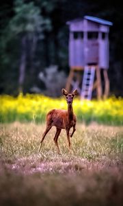 Preview wallpaper roe deer, wild animal, wildlife