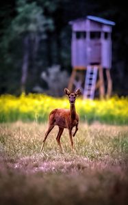 Preview wallpaper roe deer, wild animal, wildlife