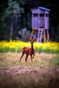 Preview wallpaper roe deer, wild animal, wildlife