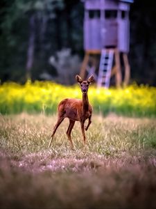 Preview wallpaper roe deer, wild animal, wildlife