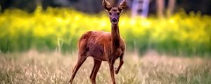 Preview wallpaper roe deer, wild animal, wildlife