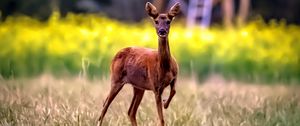 Preview wallpaper roe deer, wild animal, wildlife