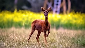 Preview wallpaper roe deer, wild animal, wildlife